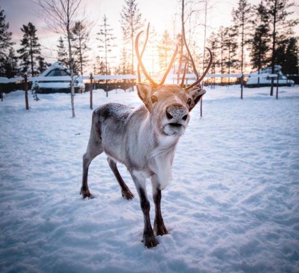 渡假胜地  Aurora Village Ivalo