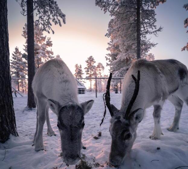 渡假胜地  Aurora Village Ivalo