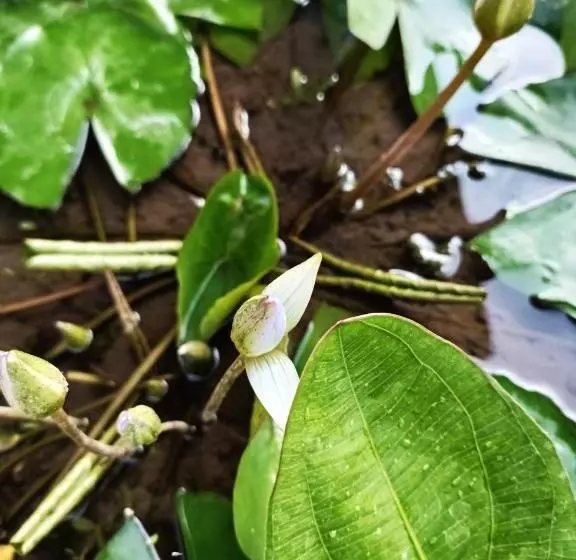 Majatalo Ambara Guest House