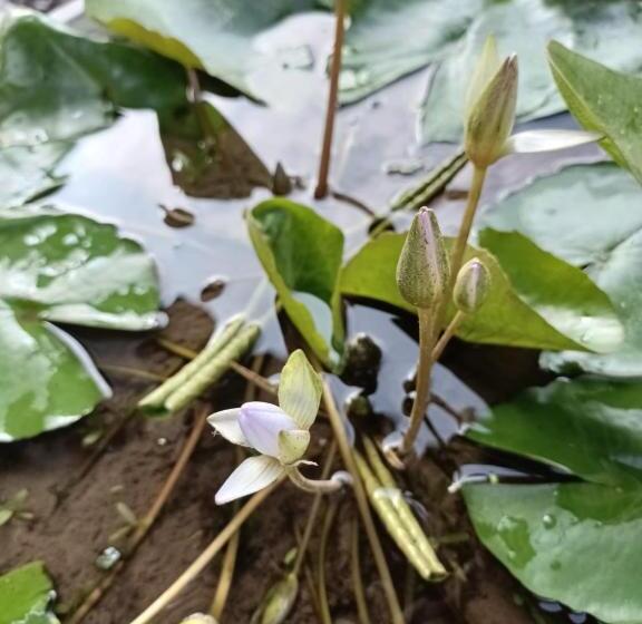 פנסיון Ambara Guest House