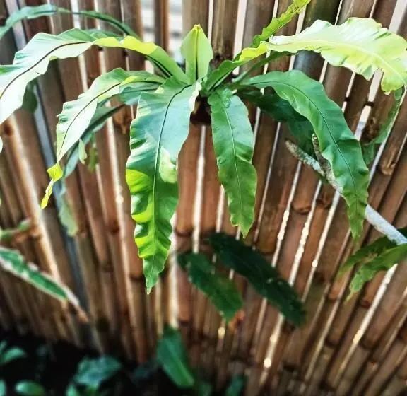 Majatalo Ambara Guest House