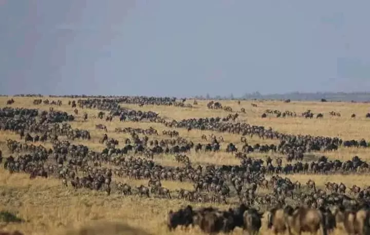 استراحتگاه Osono African Safari