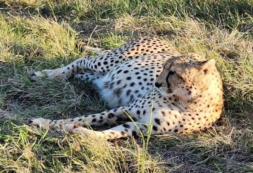 استراحتگاه Osono African Safari