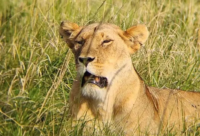 استراحتگاه Osono African Safari