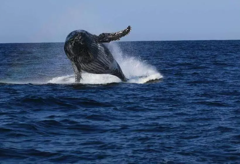 ベッドアンドブレックファースト Whalesong Guest House