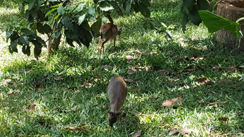 בית מלון כפרי Langi Langi Beach Bungalows