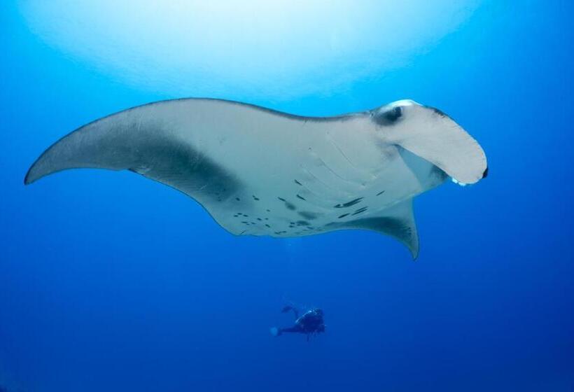 리조트 Bandos Maldives