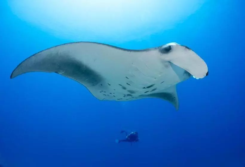 استراحتگاه Bandos Maldives
