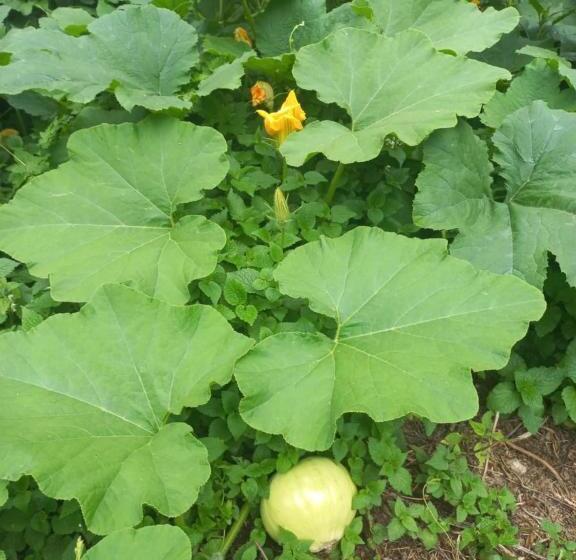 پانسیون Vamesa