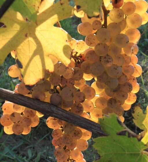 민박 Chambres D Hôtes De Charme Dans Un Vignoble