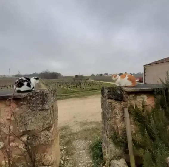 Aamiaismajoitus (B&B) Chambres D Hôtes De Charme Dans Un Vignoble