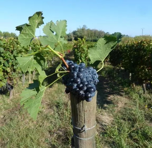 Aamiaismajoitus (B&B) Chambres D Hôtes De Charme Dans Un Vignoble