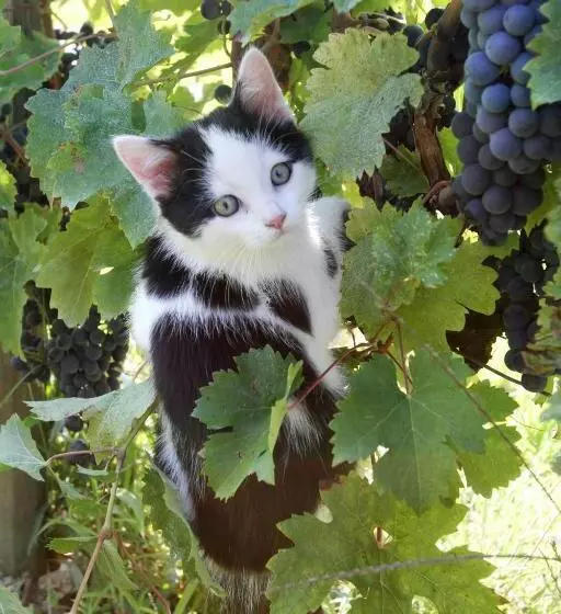 Aamiaismajoitus (B&B) Chambres D Hôtes De Charme Dans Un Vignoble