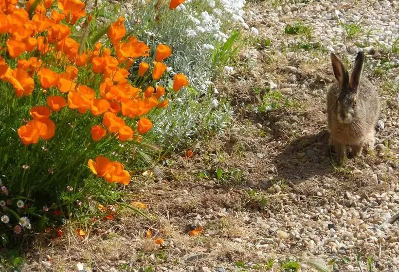 Aamiaismajoitus (B&B) Chambres D Hôtes De Charme Dans Un Vignoble
