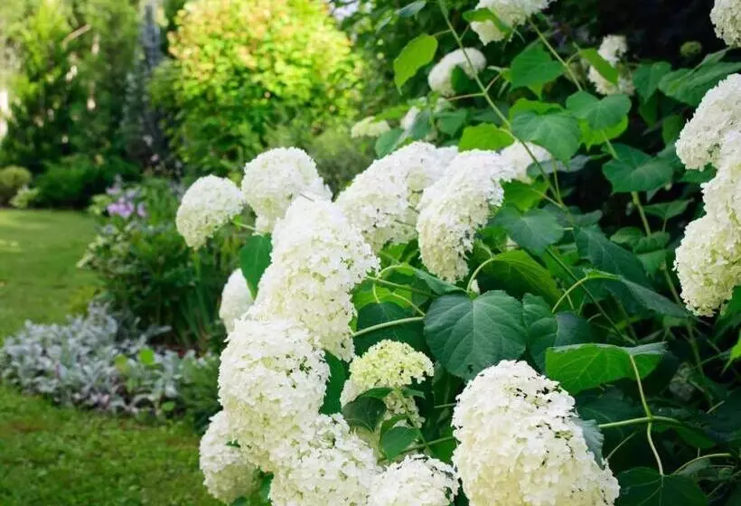 Majatalo Domaine Des Hydrangeas