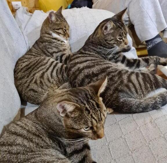 ベッドアンドブレックファースト Casal Cura   Adults Only