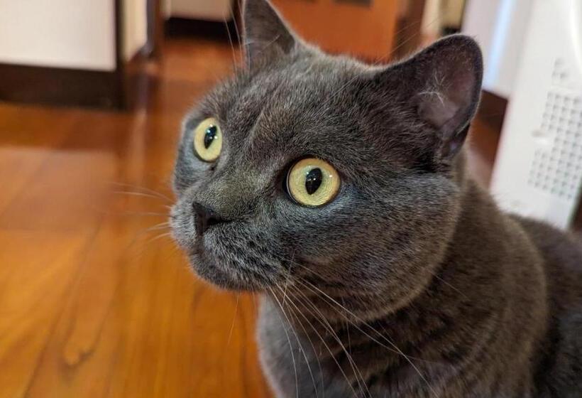 פנסיון Guest House Tsugaru No Heccho Vacation Stay 15824v