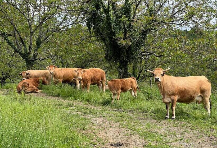 민박 Le Manoir De Jasmine