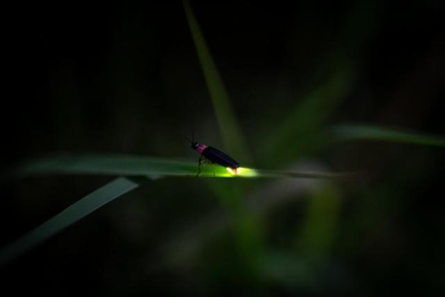 فندق Global Resort Nukui