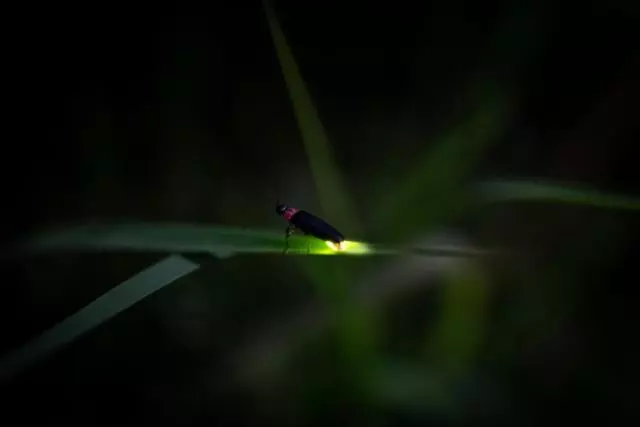 Hotelli Global Resort Nukui