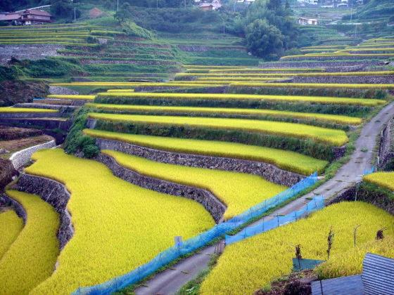 فندق Global Resort Nukui