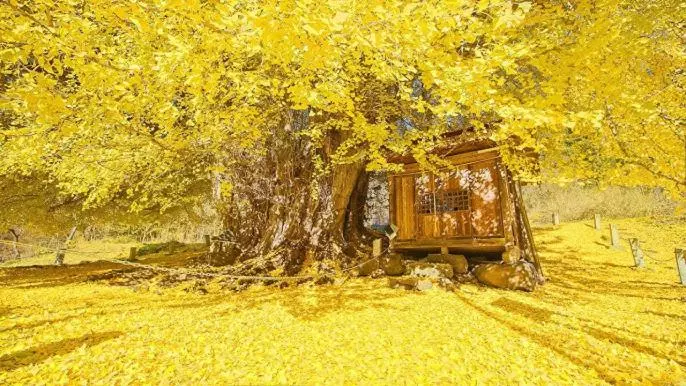 Hotelli Global Resort Nukui