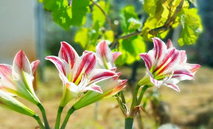 Bed and Breakfast Albania Dream Holidays Apartment Ksamil