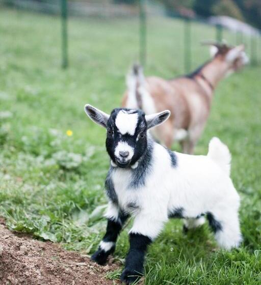 Отель Gasthof Pension Zoller