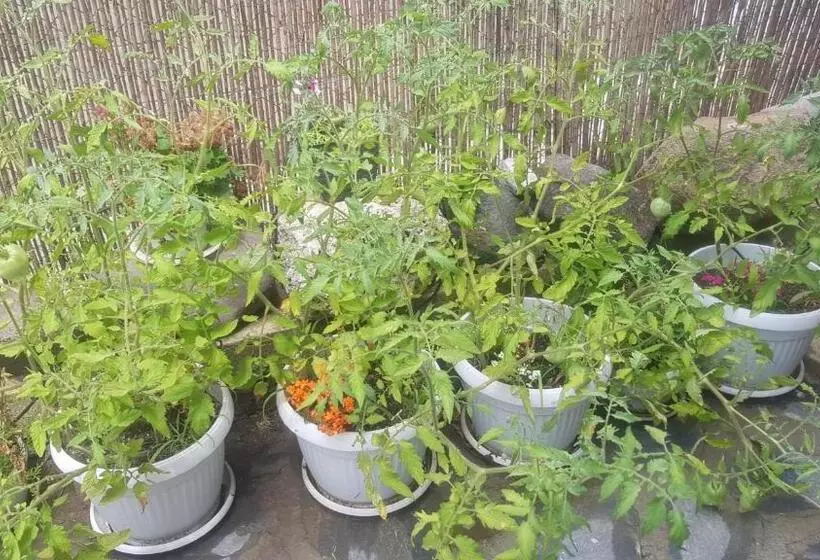 ペンション Guest House Antique