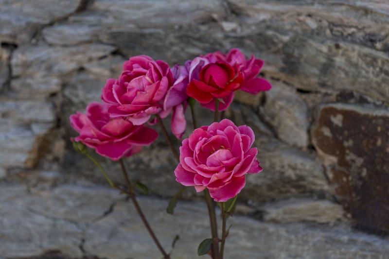 Отель Casa De Casal De Loivos