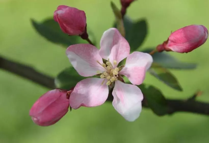 Borup Bed & Breakfast