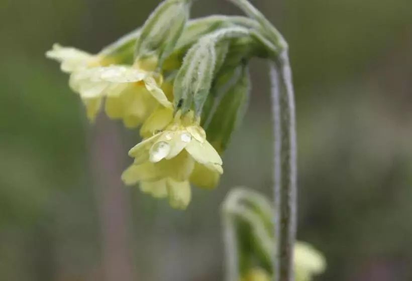 Borup Bed & Breakfast