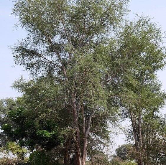 هتل Munga Eco Lodge