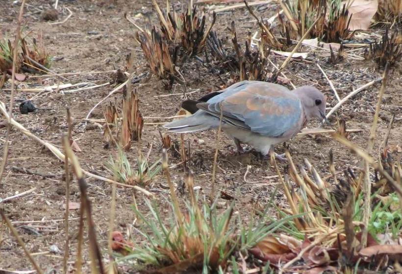 هتل Munga Eco Lodge