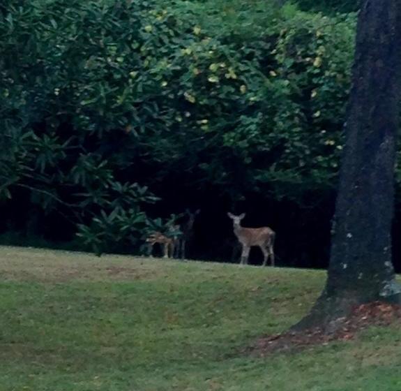 ベッドアンドブレックファースト Collina Plantation Inn