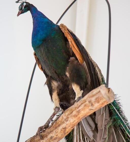 ベッドアンドブレックファースト De Verloren Sinjoor