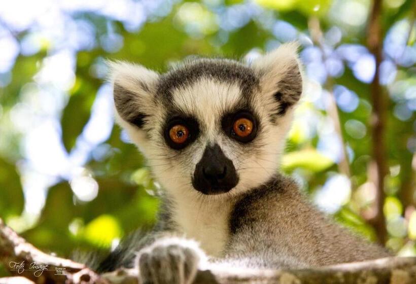 استراحتگاه Isalo Rock Lodge