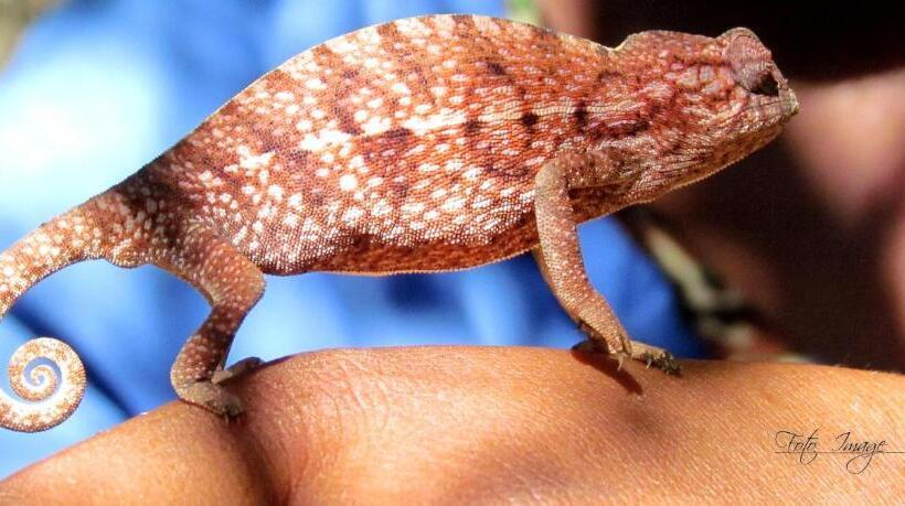 استراحتگاه Isalo Rock Lodge