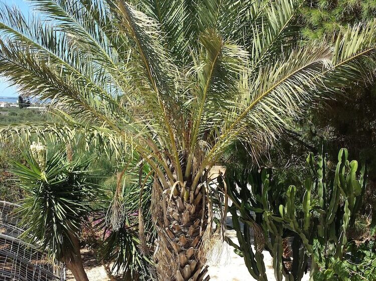 住宿加早餐 Baglio Il Giovinetto