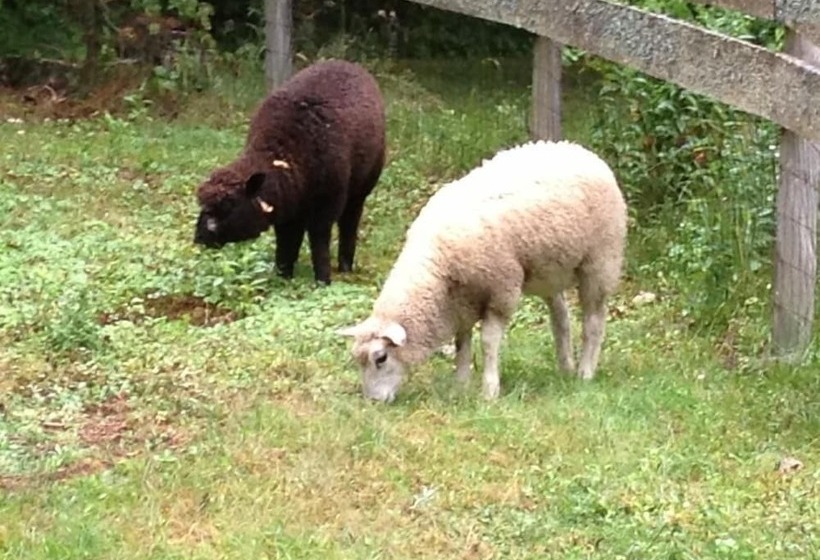 Aamiaismajoitus (B&B) Golden Stage Inn