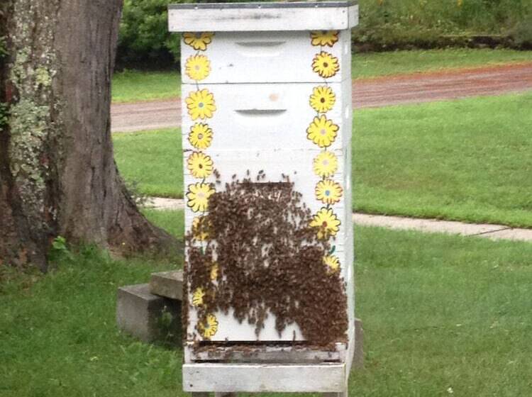 Aamiaismajoitus (B&B) Golden Stage Inn