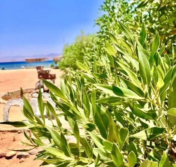 هتل Blue Beach Camp