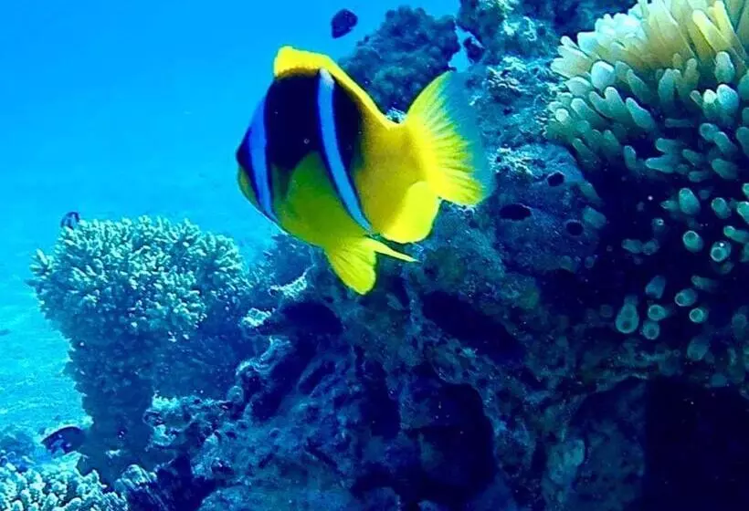 هتل Blue Beach Camp