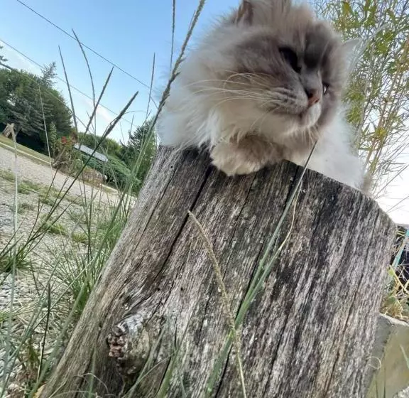 Aamiaismajoitus (B&B) Hameau Du Hour   Chambre D Hôtes Et Gîtes