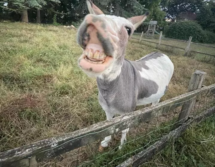 Aamiaismajoitus (B&B) Hameau Du Hour   Chambre D Hôtes Et Gîtes