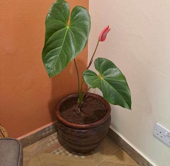 پانسیون The Yala Home