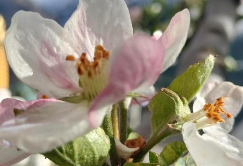 בית מלון כפרי The Seven Gemstones Sangla