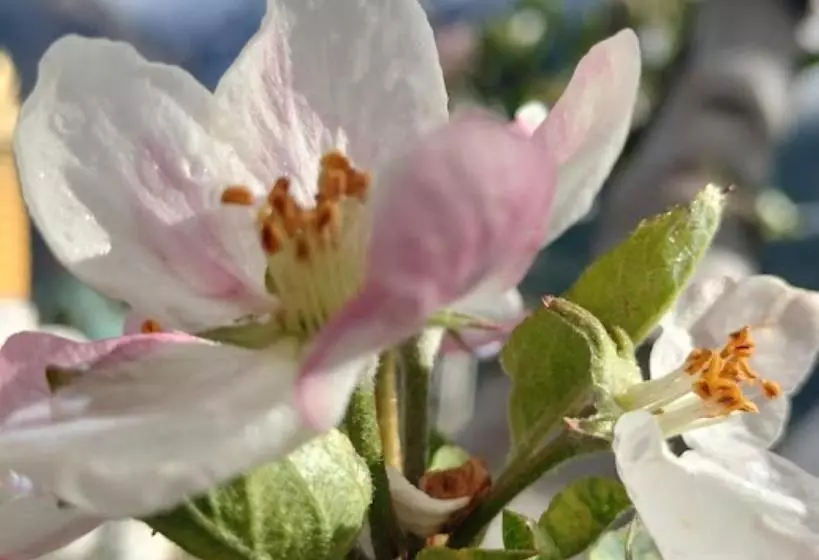 ホテル The Seven Gemstones Sangla