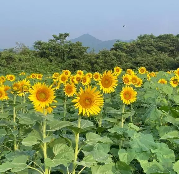 پانسیون 香川のゲストハウスfdroom