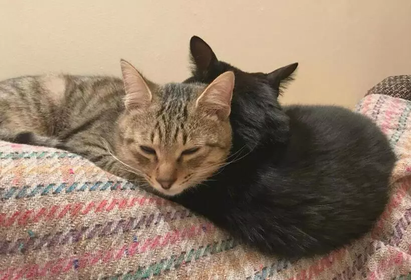 پانسیون 香川のゲストハウスfdroom